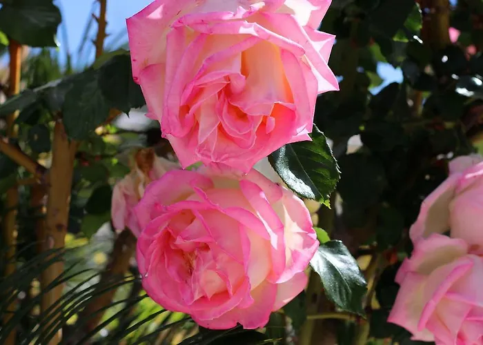 Columbus And Restaurant Pensión