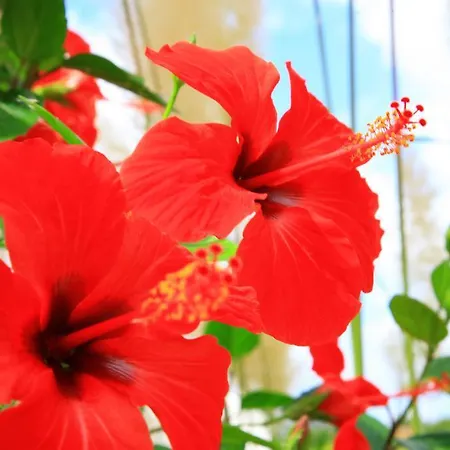 Columbus Family Boutique Guest house Peguera