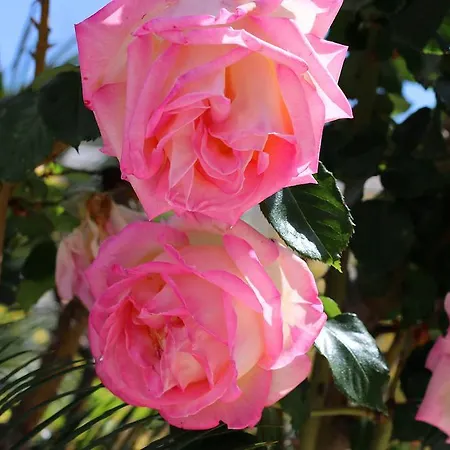 Columbus And Restaurant Maison d'hôtes